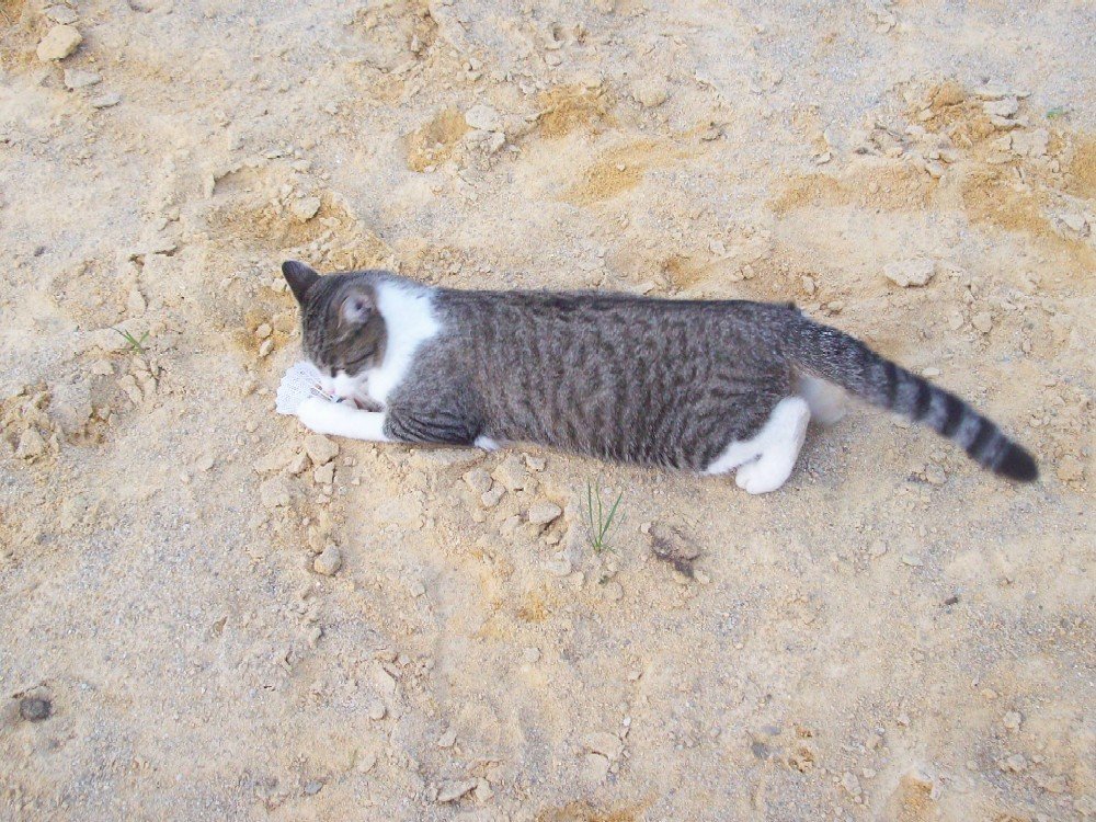 spielende Katze im Sand