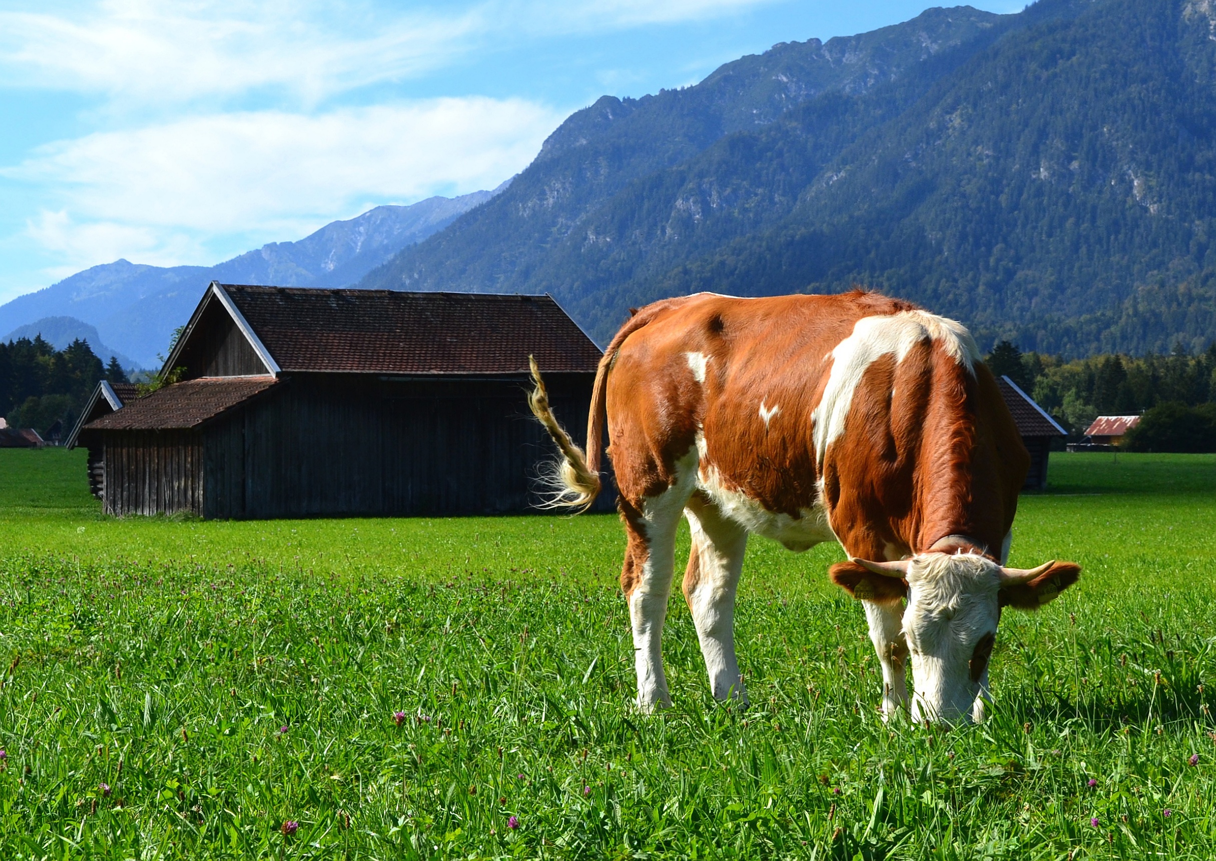 Braun-weiß-gefleckte Kuh auf einer Weide