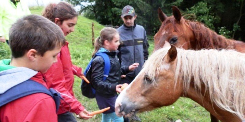 Kinder füttern 2 Pferde mit Karotte auf einer Wiese