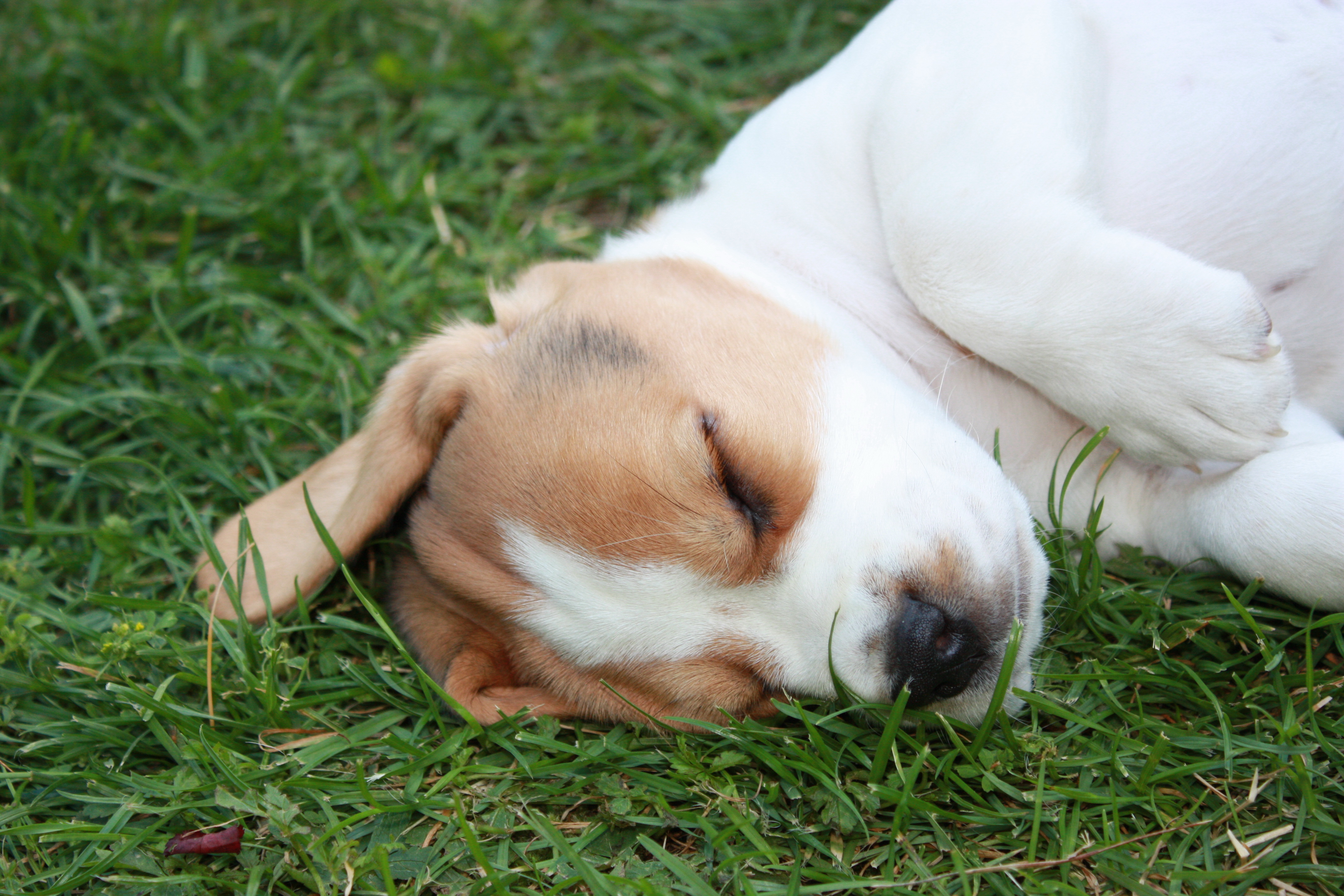 Der Kopf eines Beaglewelpen, der schlafend im Gras liegt