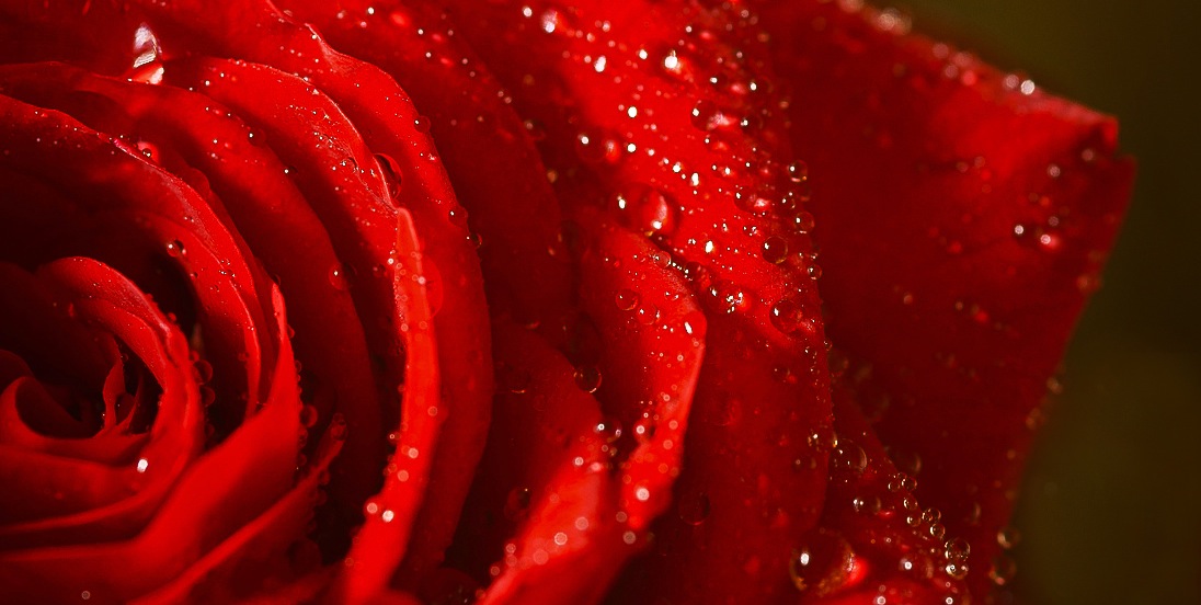 Rote Rose mit Wassertropfen darauf