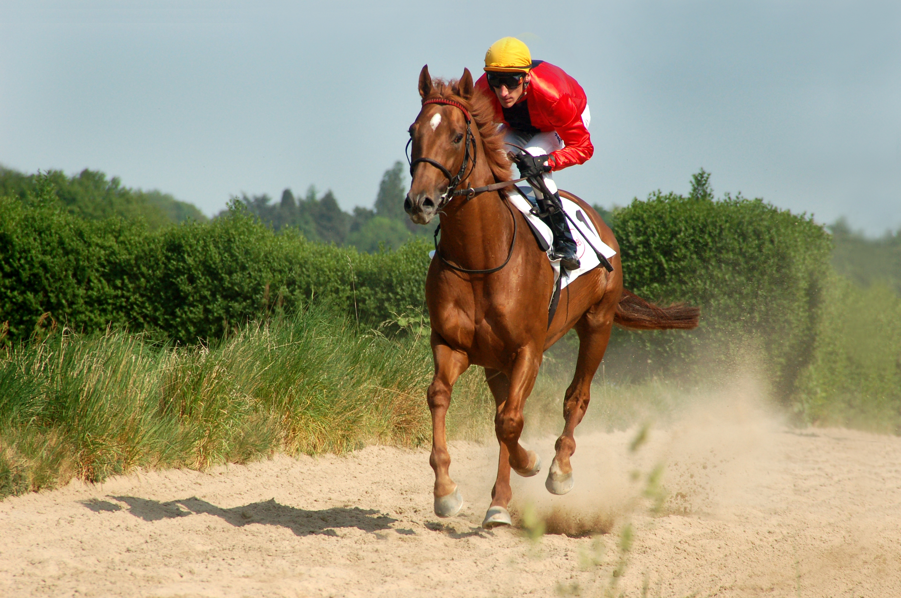 Ein Pferd mit Jockey auf einer Sandstrecke
