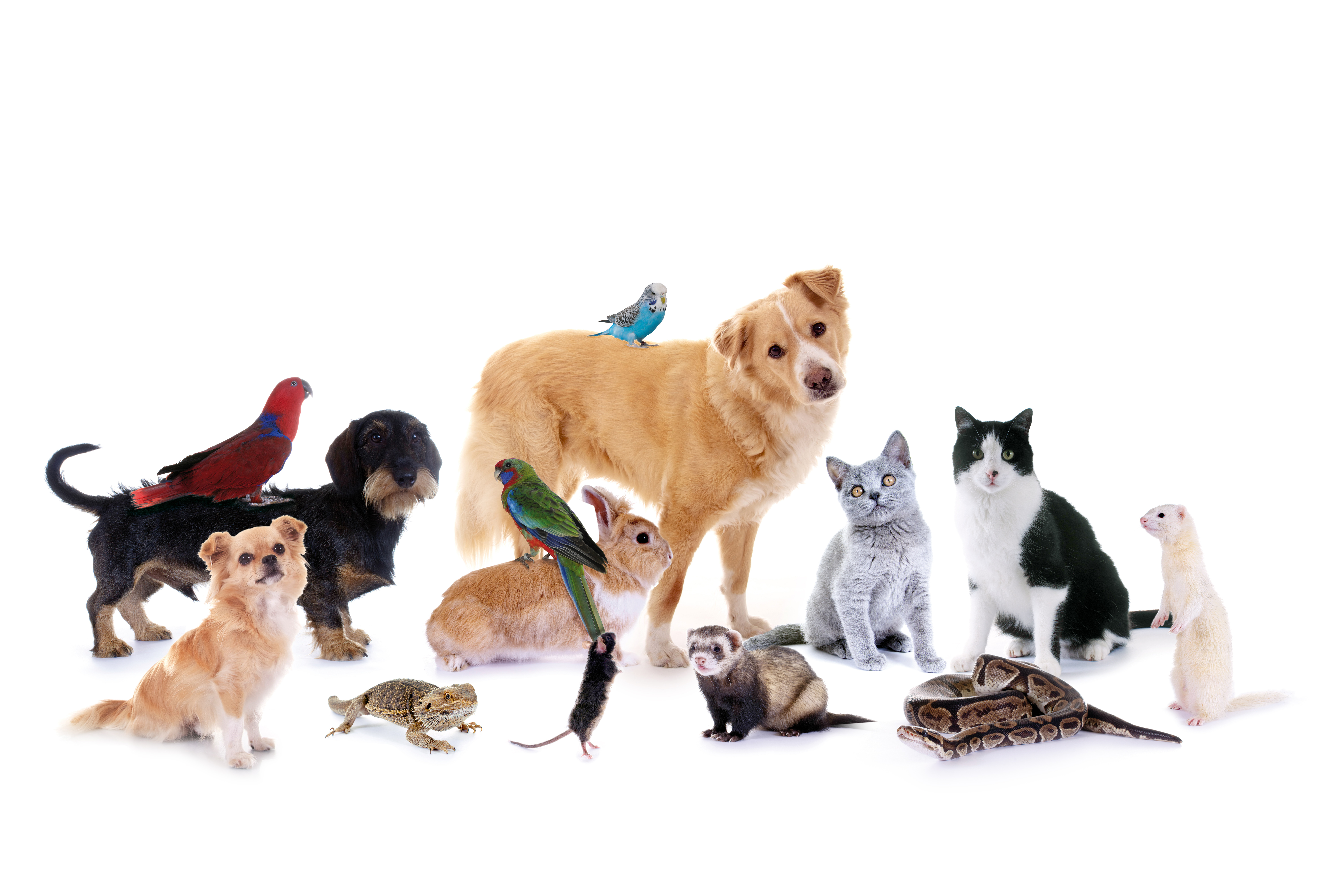 Viele Haustiere auf einem Bild: Hund, Katze, Frettchen, Papagei uvm.