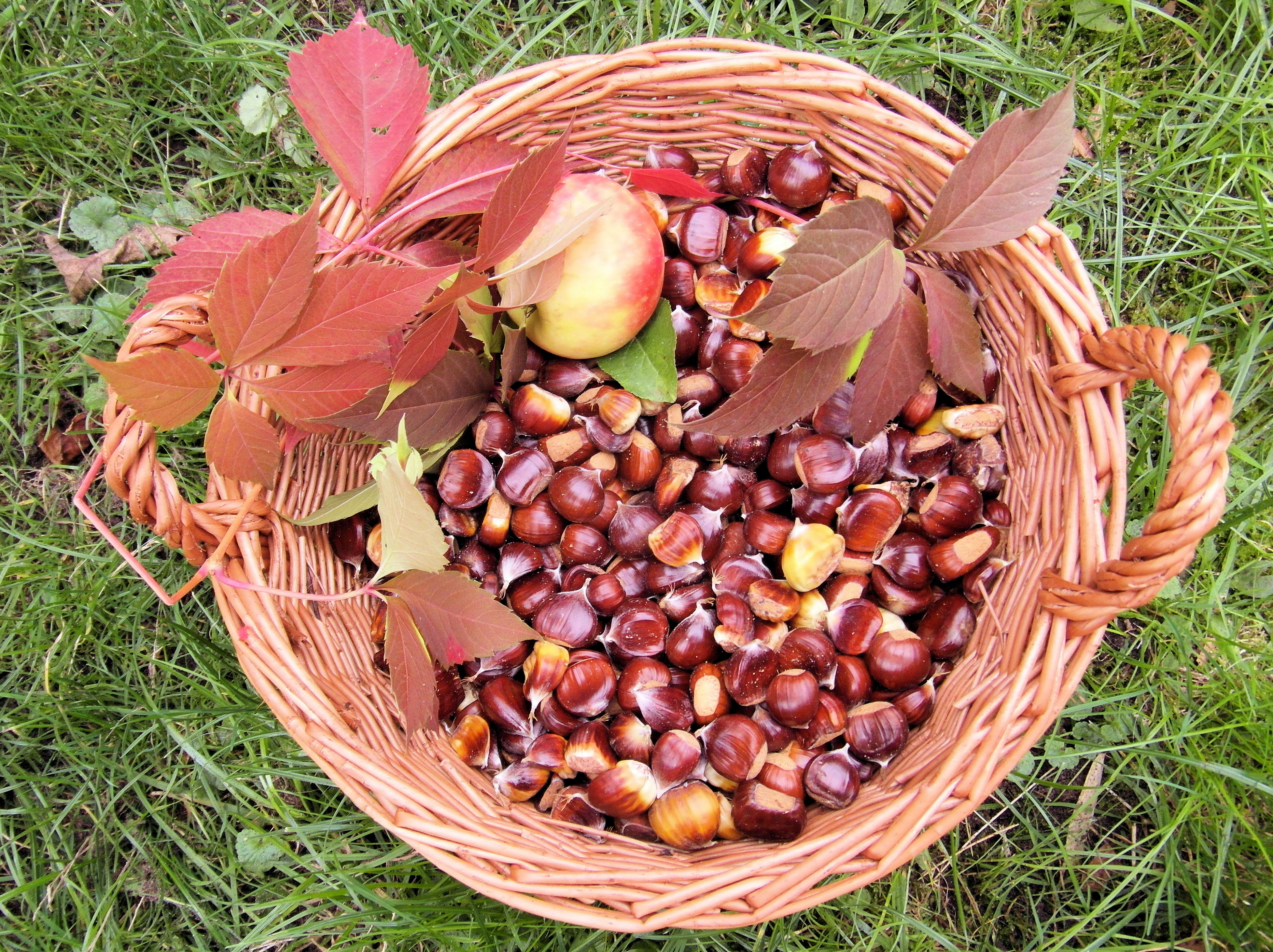 Ein Korb mit Maroni und Blättern gefüllt
