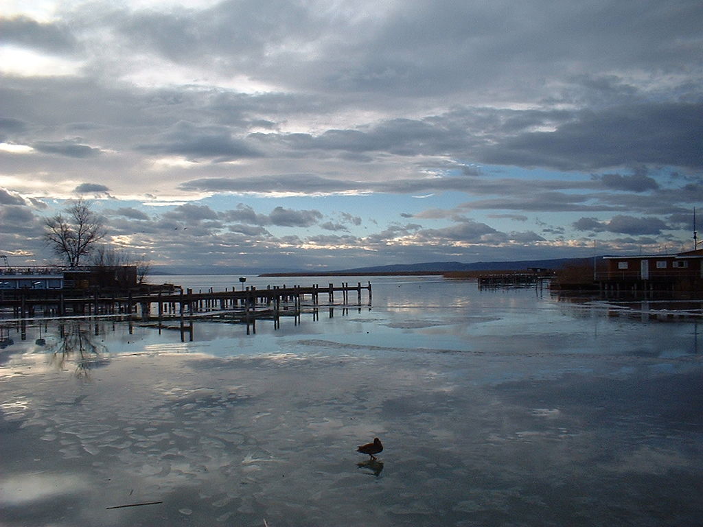 Der Neusidler See im Winter mit einer Möwe drauf