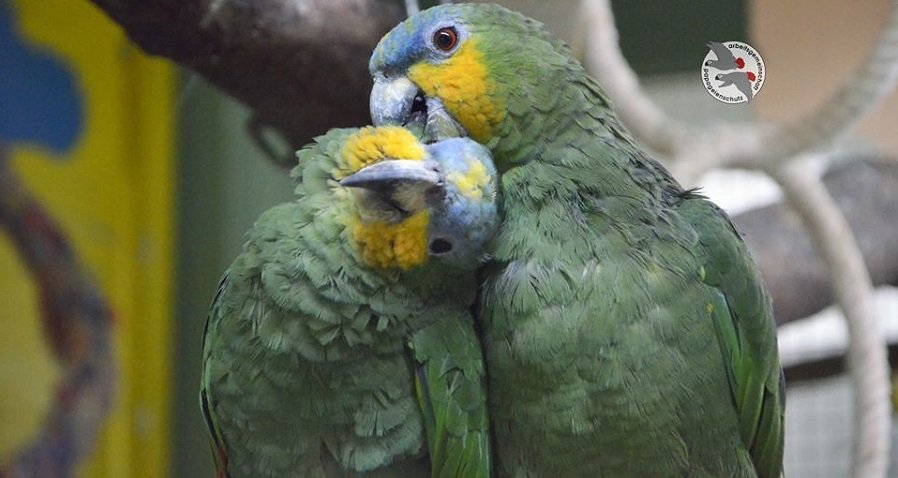 grünes Vogelpaar kuschelt miteinander