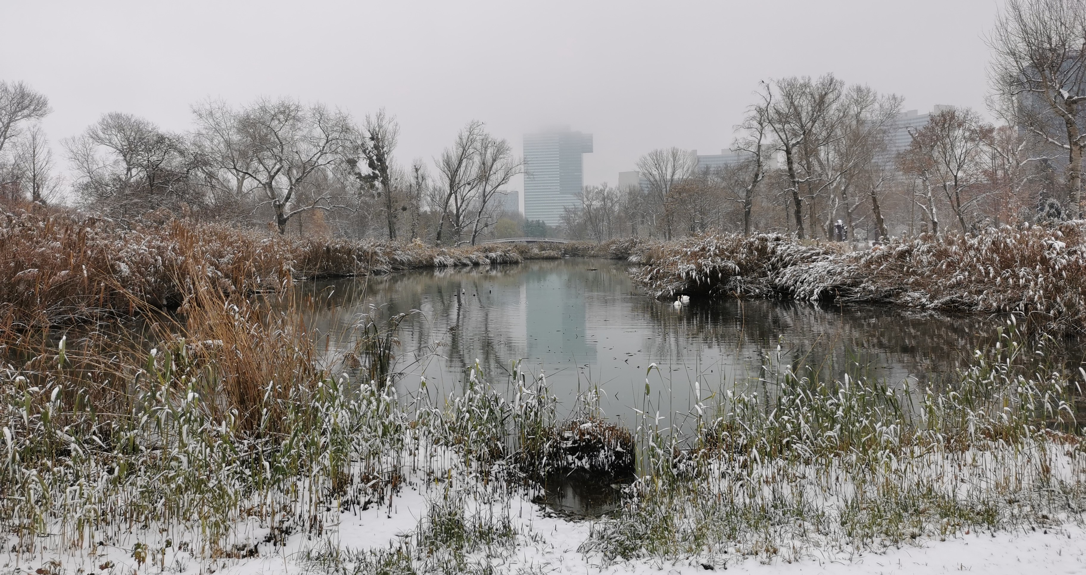 Ein Teich ist umgeben von schneebedeckten Bäumen und Sträuchern, während im Hintergrund ein paar Hochhäuser zu sehen sind