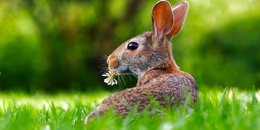 Kaninchen auf einer Wiese mit Blume im Maul