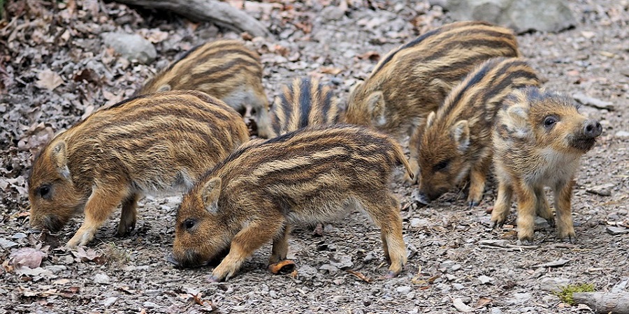 kleine Wildschweinbabies auf der Futtersuche