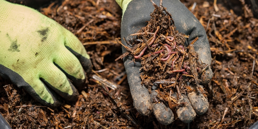 Die Wurmkiste macht's möglich - Bioabfall zu Hause kompostieren