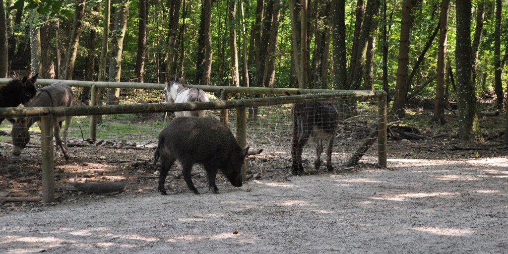 Wildschwein vor Ponys im Gehege im Wienerwald