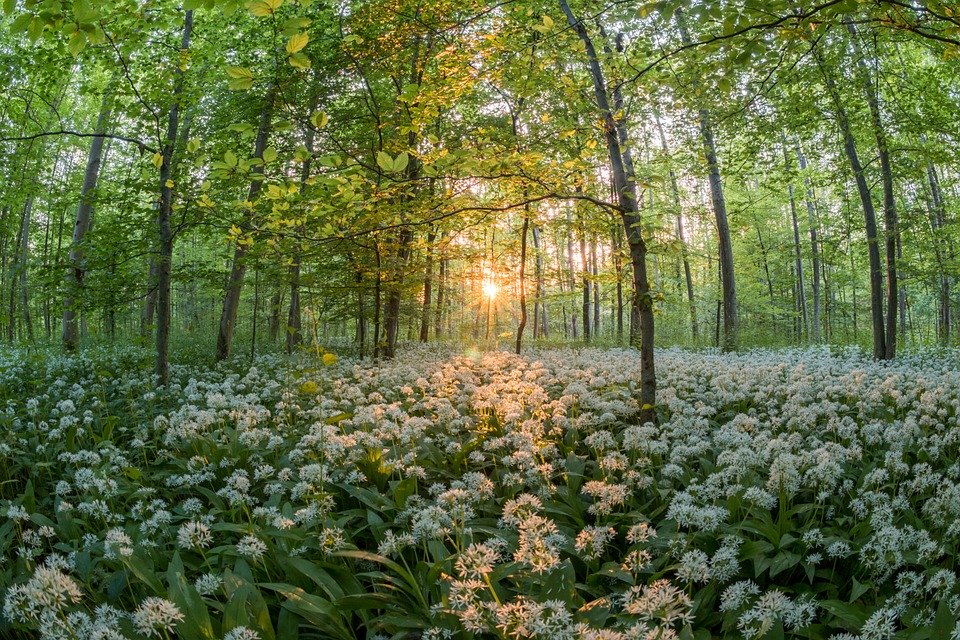 Weiße Bärlauchblüten im Wald bei Sonnenuntergang