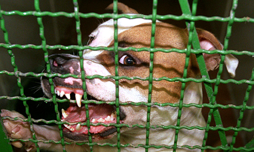 Hund hinter Gitter