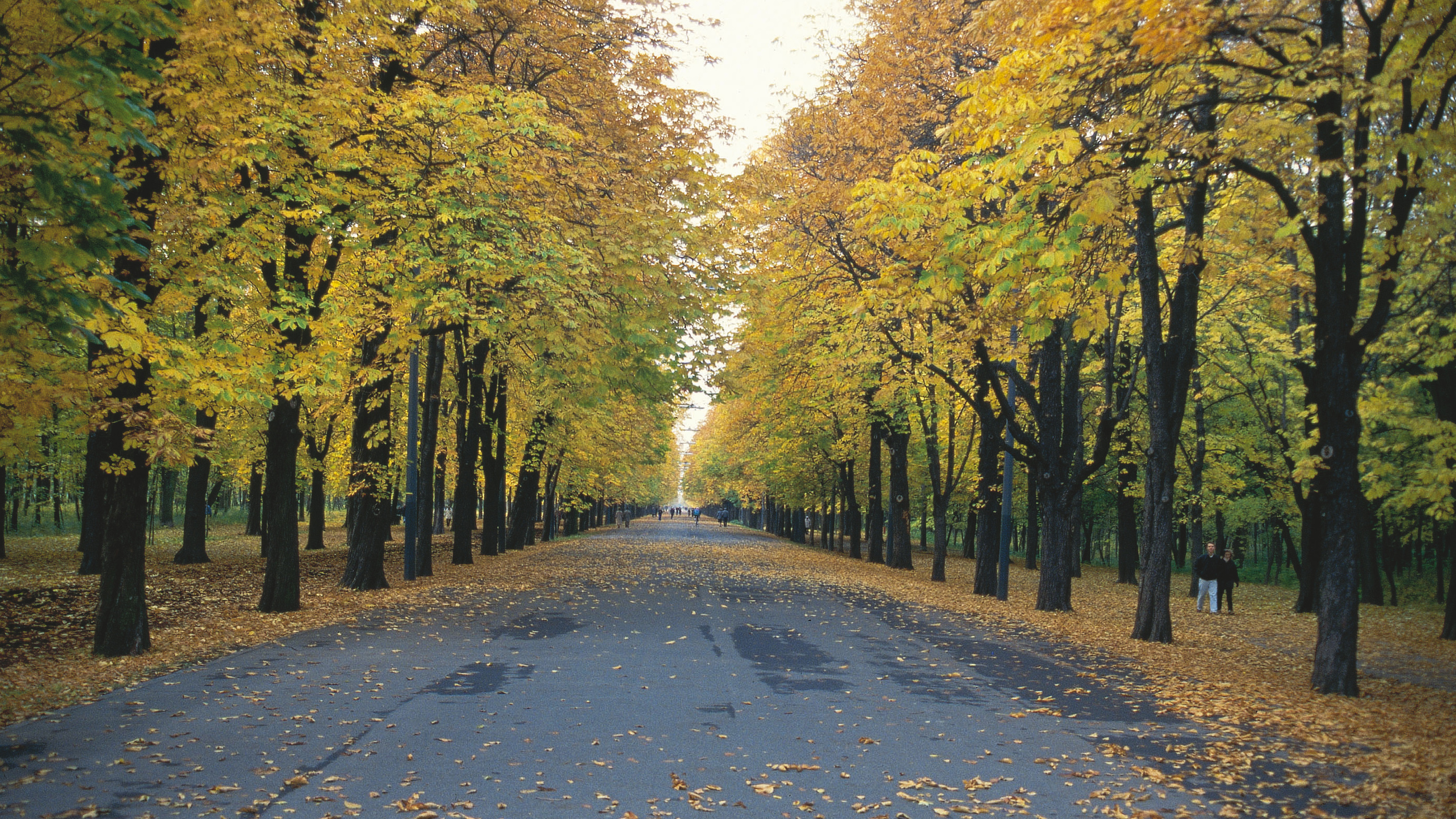 Bild von Prater Hauptallee im Herbst: die Blätter sind schon gelb verfärbt und fallen ab.