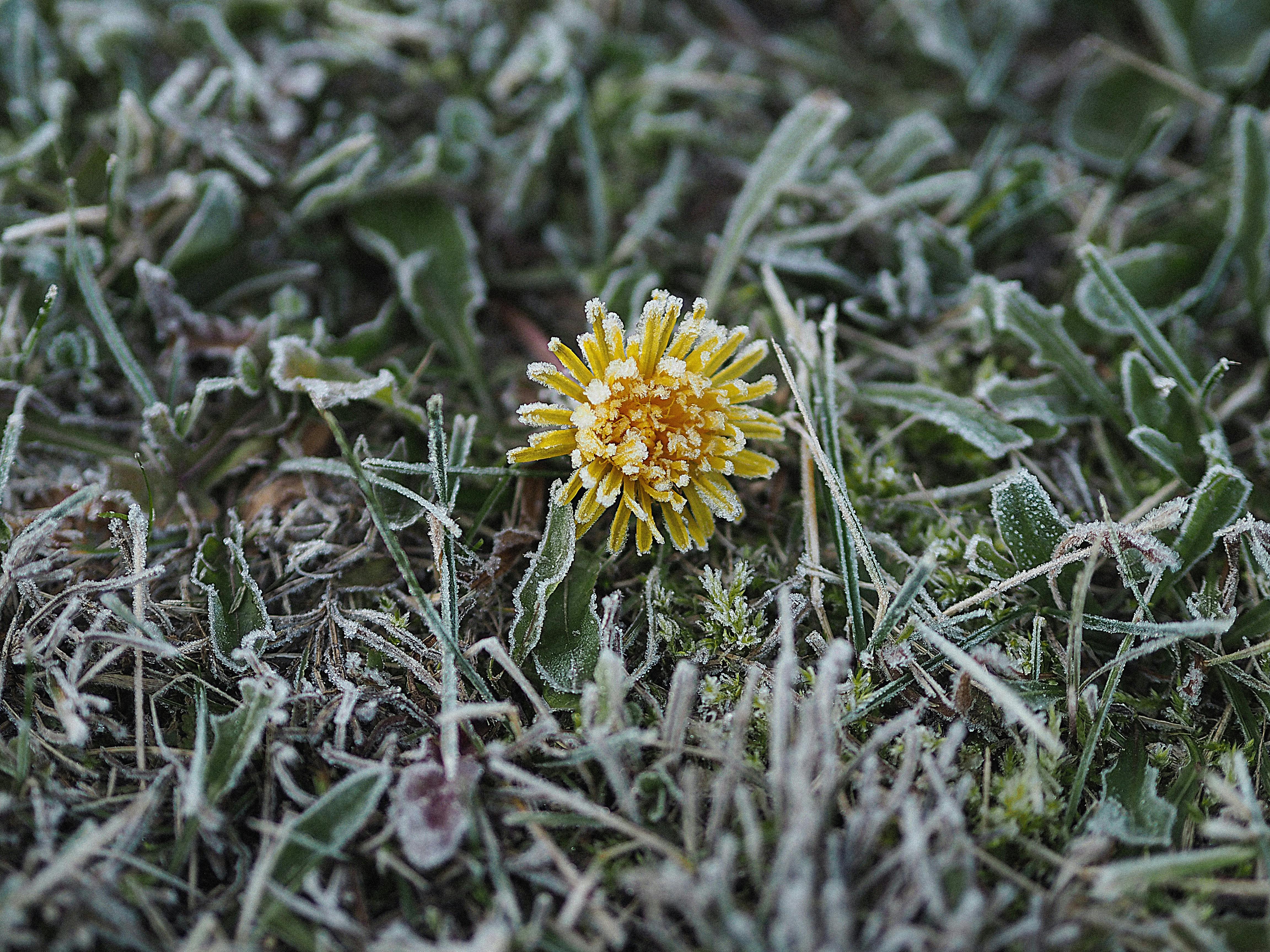 Frostige Blume auf gefrorenem Boden