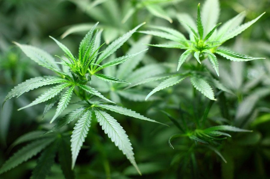 Cannabis-Pflanze Nahaufnahme