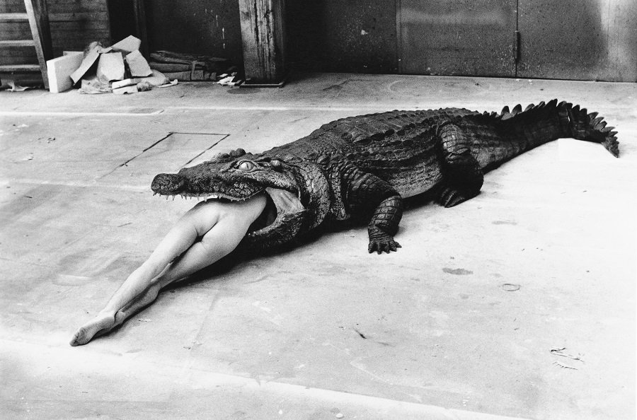 Nackter Frauenkörper zur Hälfte in einem Krokodil, Modefotografie Helmut Newton