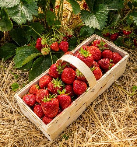 Erdbeeren in einem Körbchen